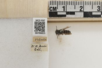 Media type: image;   Entomology 790815 Aspect: Labels